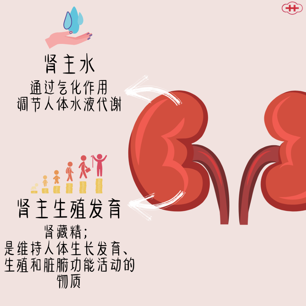 Kidney