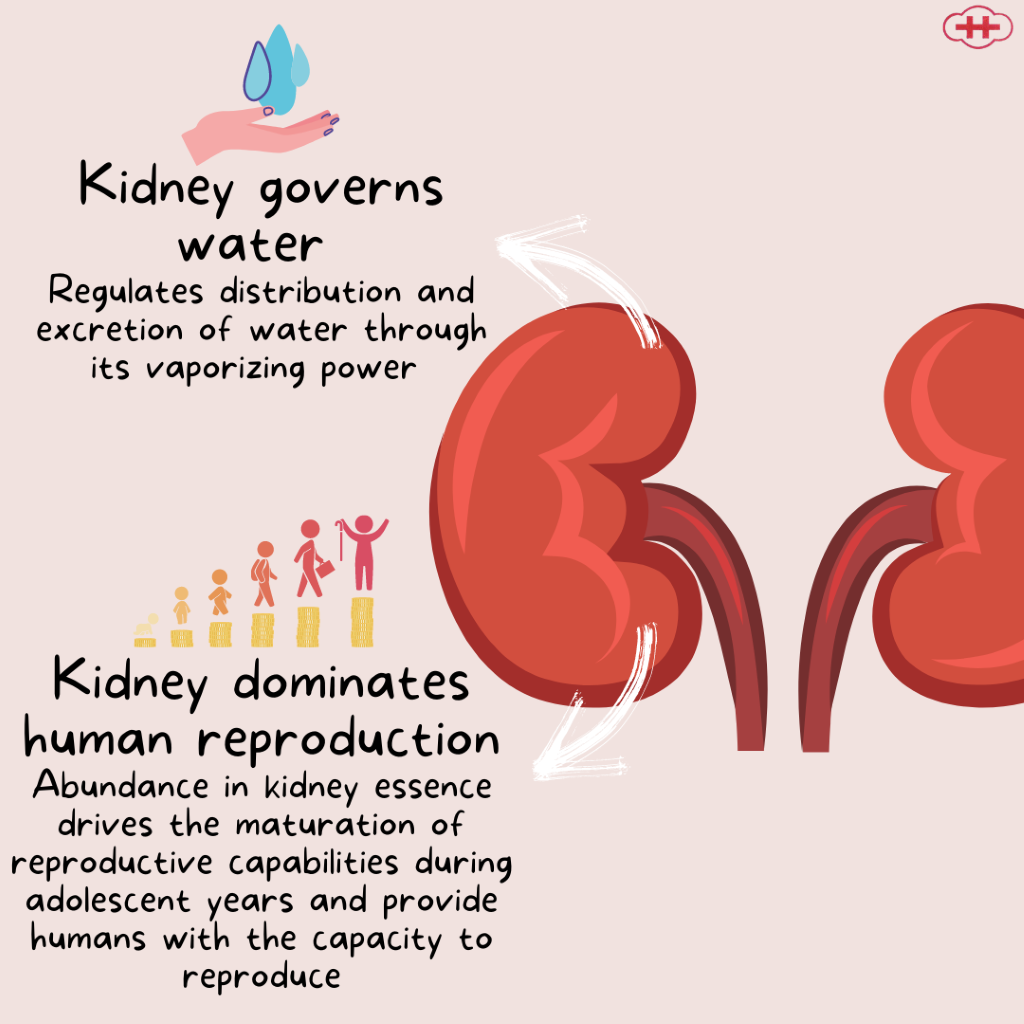 Kidney1